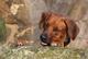 Benutzerbild von CrazyDog