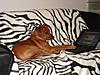 members/galathee-albums-encanto-ernesto-memory-old-red-hunter-picture12715-encanto-12-nov-09-typing-small.jpg