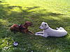 members/lissy2010-albums-hundefreunde-picture25972-pablo-sandy-und-paul-002.jpg