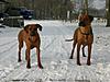 members/babe8981-albums-lilly-lion-picture12970-ab-in-den-schnee.jpg