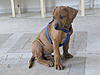 members/bastisuchthund-albums-simba-da-picture17400-simba-fast-10-wochen.jpg
