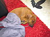 members/bastisuchthund-albums-simba-da-picture17401-simba-schlaeft-ueberall-nur-nicht-in-seinem-hundebett-die-2.jpg