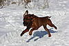 members/boerdy-albums-donkor-winter-2010-picture13359-power.jpg