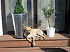 members/dasjulchen-albums-chica-picture13941-auf-der-terrasse.jpg