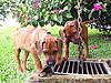 members/heikecr-albums-hunde-parade-picture11440-minihexen.jpg