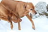 members/kimbamocca-albums-kimba-mocca-und-dayo-picture55516-max-und-lucky-83.jpg