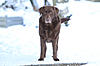 members/kimbamocca-albums-kimba-mocca-und-dayo-picture55518-max-und-lucky-82.jpg