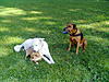 members/lissy2010-albums-hundefreunde-picture25973-pablo-sandy-und-paul-004.jpg