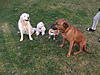 members/lissy2010-albums-hundefreunde-picture25974-21-27.jpg