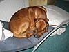 members/marcel-albums-odin-hat-besuch-picture11903-a.jpg