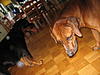 members/marcel-albums-odin-hat-besuch-picture11909-a.jpg