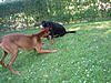 members/marcel-albums-odin-hat-besuch-picture11923-a.jpg