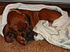 members/masimba05-albums-meine-hunde-picture10260-masimba-als-welpe.jpg