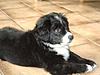 members/masimba05-albums-meine-hunde-picture10266-gismo-als-welpe.jpg
