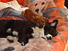 members/masimba05-albums-meine-hunde-picture10267-a.jpg