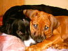 members/masimba05-albums-meine-hunde-picture10268-suess-oder.jpg