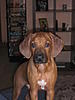 members/melba-albums-ich-wachse-und-wachse-und-wachse-groesse-und-mut-picture13203-hund-009.jpg