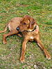 members/melexis-albums-unsere-hunde-picture9288-akani.jpg