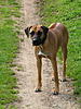 members/melexis-albums-unsere-hunde-picture9289-paja.jpg