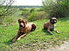 members/melexis-albums-unsere-hunde-picture9290-hunde-gemeinsam.jpg