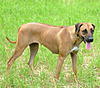 members/melexis-albums-unsere-hunde-picture9291-mix-002.jpg
