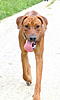 members/melexis-albums-unsere-hunde-picture9292-mix-025.jpg