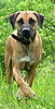 members/melexis-albums-unsere-hunde-picture9293-mix-051.jpg