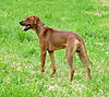 members/melexis-albums-unsere-hunde-picture9294-mix-151.jpg