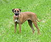 members/melexis-albums-unsere-hunde-picture9295-mix-156.jpg