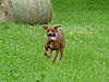 members/melexis-albums-unsere-hunde-picture9296-mix-162.jpg