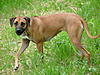 members/melexis-albums-unsere-hunde-picture9297-mix-172.jpg