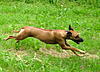 members/melexis-albums-unsere-hunde-picture9299-mix-200.jpg