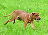 members/melexis-albums-unsere-hunde-picture9300-mix-205.jpg