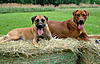 members/melexis-albums-unsere-hunde-picture9301-mix-229.jpg