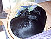 members/nayla-albums-doggy-pics-picture9955-hauptsache-schlafen.jpg