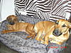 members/peppino-albums-linus-pepper-picture24159-037.jpg