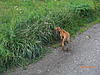 members/precious76-albums-odin-im-welpenalter-picture23685-ein-ausflug-aus-der-hundewiese.jpg