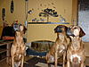 members/raudi-albums-unsere-hunde-picture12874-kommt-da.jpg