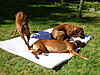 members/raudi-albums-unsere-hunde-picture15524-sommer-2010.jpg