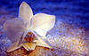 members/rosemarie-karsten-albums-natur-picture13834-seaflower.jpg