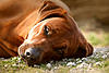 members/rosemarie-karsten-albums-rhodesian-ridgebacks-picture13835-mein-stern.jpg