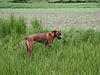 members/rr-whisperer-albums-african-cooper-picture9400-beim-ringtraining-in-gladenbach-mai-2008.jpg
