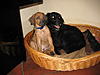 members/schmelz-albums-rocco-ab-12-2011-picture23447-rocco-otto-ab-dezember-2011-035.jpg