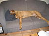 members/schopino-albums-dayo-abayomi-picture11675-hunde-055.jpg