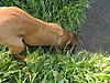 members/schopino-albums-dayo-abayomi-picture11676-hunde-024.jpg