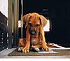 members/selous-albums-pics-selous-picture10486-king-dickbauch.jpg