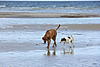 members/silke-adler-albums-aluna-vom-adlernest-picture11852-strandlaeufer.jpg