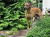 members/simba-und-lina-albums-bello-s-picture9488-rb1.jpg