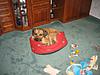 members/simba-und-lina-albums-querbeet-picture9898-133-3371.jpg