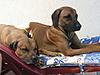 members/simba-und-lina-albums-querbeet-picture9903-370-7026.jpg